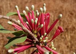 Image result for Tapinanthus