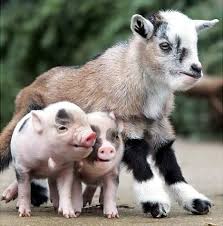 29 Examples Of Animals Helping Their Interspecies Friends Animals Friendship Weird Animals Unlikely Animal Friends
