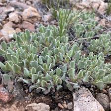 Image result for Eriosema cordifolium