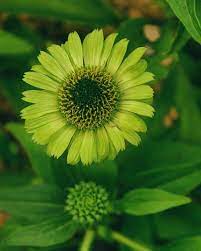 Preparing To Bloom Echinacea Green Jewel Coneflower Echinacea Green Bloom