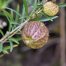 Image result for Gomphocarpus glaucophyllus