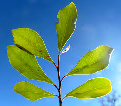 Image result for Scolopia zeyheri