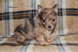 Find chihuahuas for sale in williamsport, pa on oodle classifieds. Lilac Merle Chihuahua For Sale In Kittanning Pennsylvania Classified Americanlisted Com