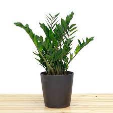 Indoor plant improve air quality in your home and office and detoxify the atmosphere to let inhale fresh air. Zamioculcas Zamiifolia Indoor Plants Online Delivery In Kl Malaysia Beautiful Indoor Plants Malaysia Wenghoa