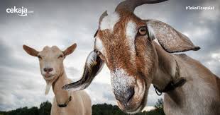 Dengan formula khusus, susu ini tidak. Manfaat Susu Kambing Etawa Yang Belum Banyak Diketahui