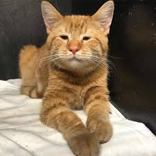 Choose from a wide range of similar scenes. Kitten Born With Tiny Eyes Is As Happy As Can Be Despite The Sad Face Love Meow