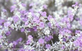 Long lasting blooms, easy to propagate. Texas Native Plants Database