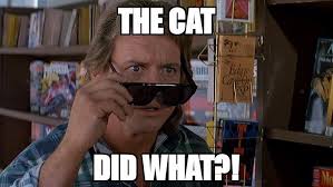 Roddy Piper Cat Meme From The 80 S Movie They Live Roddypiper Cat Memes Funny Memes By E Funny Memes Cat Memes Memes