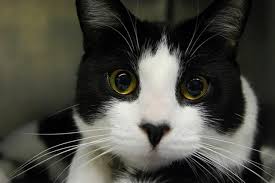 Pin on meow hiss purr