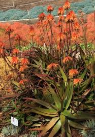 Image result for Aloe cameronii