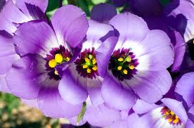 Image result for eustoma maurine