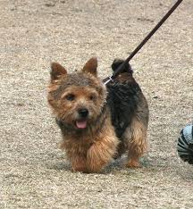 Norwich terriers require a leash or fence at all times, as they are inquisitive and independent dogs with strong chasing instincts. How Much Does The Norwich Terrier Cost Howmuchisit Org