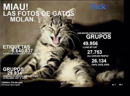 Dicen que si pueden tener uno, pueden tener dos. Feliz Dia Internacional Del Gato Celebralo Con Videos Y Memes