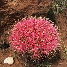 Image result for Boophone disticha