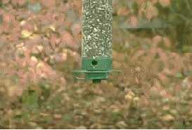 This little squirrel just wont give up as he tries to reach the birdseed at the top of this greased pole. Bird Feeder Gifs Get The Best Gif On Giphy