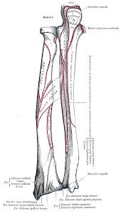 Maybe you would like to learn more about one of these? 7 6b Ulna And Radius The Forearm Medicine Libretexts