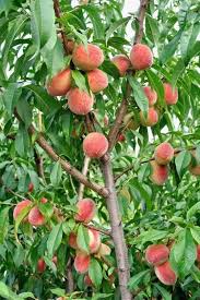 Some of these include tomatoes and watermelons. 10 Fastest Growing Fruit Trees For Your Backyard Orchard Gardening Chores