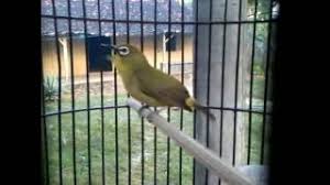 Burung pleci kecil ini sekilas hampir mirip dengan burung dakun maput, namun bedanya burung ini memiliki bentuk yang lebih kecil dan sangat aktif. Pleci Dakun Maput Youtube