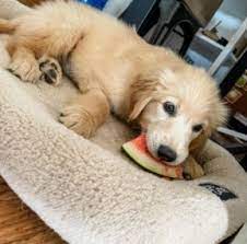 Maryland is known for the beautiful inner harbor, the national aquarium, and its seafood.the old line state adopted the chesapeake bay retriever. 7 Best Golden Retriever Breeders In Maryland 2021 We Love Doodles