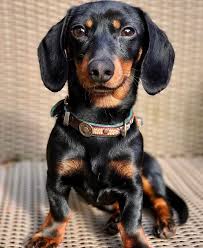 Black And Tan Mini Dachshund Hello Gorgeous With Images Dachshund Dog Dachshund Breed Black And Tan Dachshund
