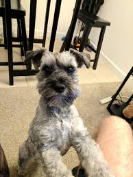 Check spelling or type a new query. We Love Our Uncropped Ears Schnauzers