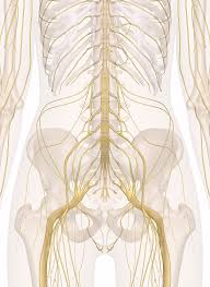 Nerves Of The Abdomen Lower Back And Pelvis