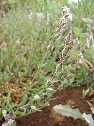 Image result for Silene gallica