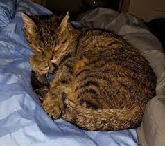 Our doctors and staff strive to provide the highest quality of compassion and care for your pet, while remaining aware of the family budget. Cat Care Clinic 40 Photos 43 Reviews Veterinarians 1105 Bellevue Way Ne Bellevue Wa Phone Number