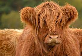 Highland Cows On A Highland Estate Rothiemurchus
