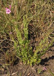 Image result for Graderia