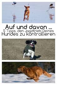 5 Tipps Den Jagdtrieb Zu Kontrollieren Dogeridoo Hunde Erziehen Hunde Hundehaltung