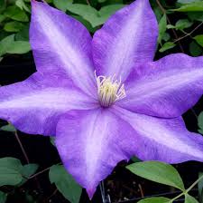 Image result for Clematis dolichopoda