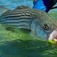 Orvis Fly Fishing School at Wequassett