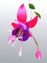 Drawing Fuchias Fuschia Flower Drawing Flower Drawing Flower Painting Flower Art