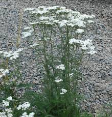 Image result for Achillea millefolium