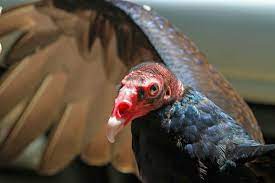 The turkey vulture has the largest olfactory (smelling) system of all birds. Turkey Vulture Audubon Field Guide