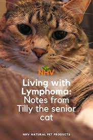 Living With Lymphoma Notes From Tilly The Senior Cat Senior Cat Cats Natural Pet