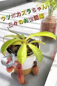 初心者による ウツボカズラ ネペンテス の日々のお世話 水やり 葉水 葉焼け対策 きのこと名乗ったからには かごに入れ
