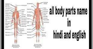 Download 3,300+ royalty free female human body parts vector images. All Human Body Parts Name In Hindi And English U Mydailytricks