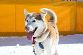 Schlittenhunde müssen ausdauernd und gegen kälte resistent sein. Hundeschlittenfahrt Photos Royalty Free Images Graphics Vectors Videos Adobe Stock