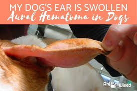 Image result for abscess dog's ear flap