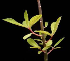 Image result for Synadenium kirkii