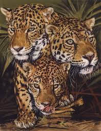 Jaguar Panthera Onca Classification Wild Cat Family