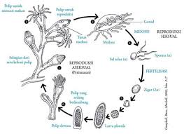 We did not find results for: Coelenterata Adalah Pengertian Ciri Peran Struktur Contoh