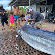 On a Pilchard Laser pro. Is there any fish these lures can't catch?  Kingfish,tuna, mahi-mahi and now a 1000 pound marlin! Plenty in stock at  Taipa Tackle!