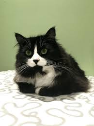 Black And White Tuxedo Cat Long Hair My Vet Tells Me That Most Tuxedo Cats Have Pink Noses But Coco Has A Black Nose White Cats Beautiful Cats Cat Breeds
