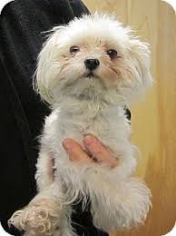 They love playing with their owners and are the perfect addition to a loving family. Oak Ridge Nj Maltese Meet Quinoa A Puppy For Adoption Puppy Adoption Pet Adoption Pets