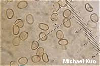 Image result for Simocybe centunculus