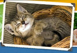 Whitney & murphy funeral home. Mandarin Animal Hospital Jacksonville Veterinary Care Fl