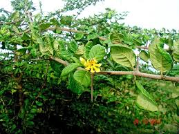 Image result for Catunaregam